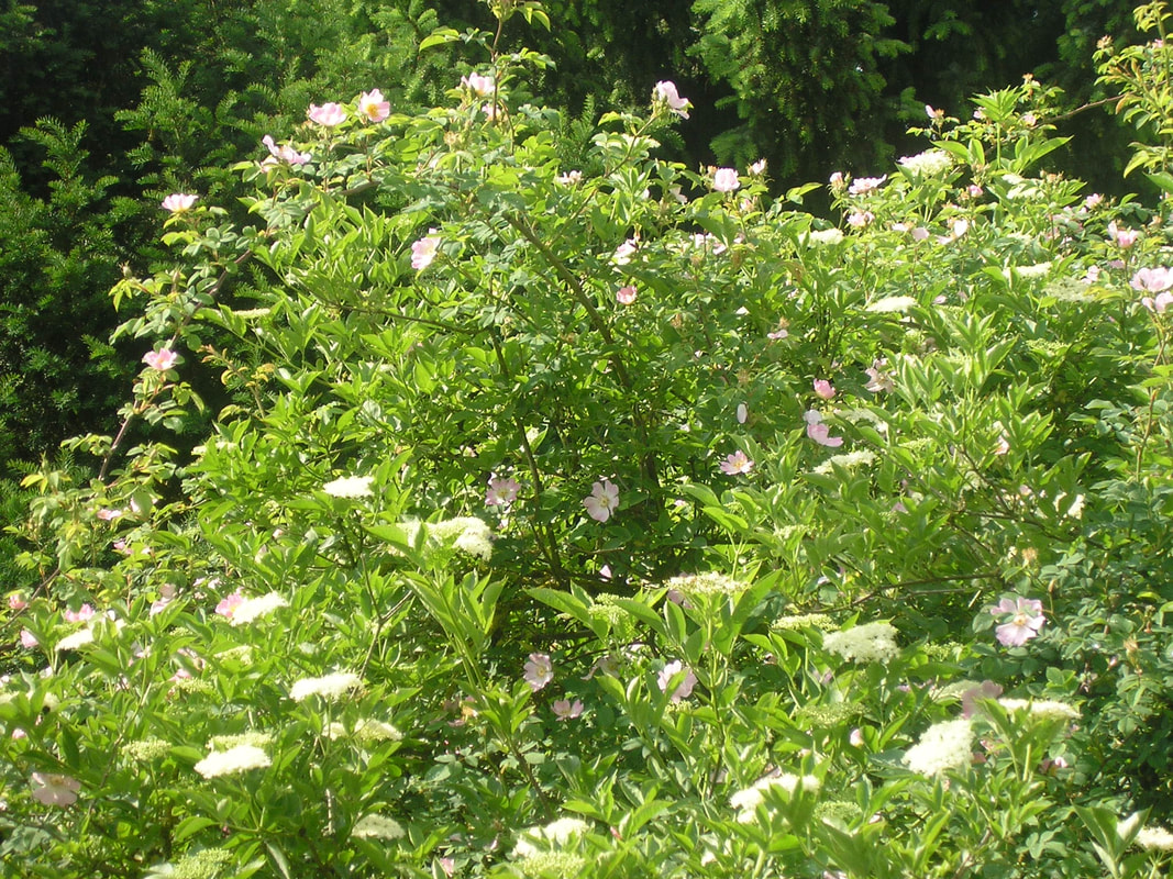 Naturgarten